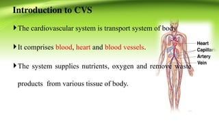 Comprehensive Overview of the Human Cardiovascular System: Anatomy ...
