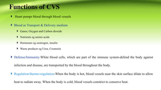 Comprehensive Overview of the Human Cardiovascular System: Anatomy ...