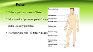 Comprehensive Overview of the Human Cardiovascular System: Anatomy ...