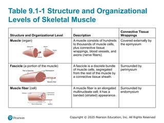 Comprehensive Overview of Muscles and Muscle Tissue in Human Anatomy | PPTX