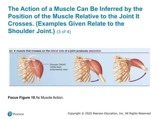 Comprehensive Overview of Skeletal Muscle Anatomy and Mechanics | PPTX