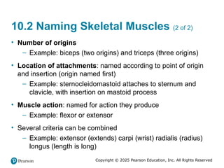 Muscle Orgin Example Comprehensive Overview of Skeletal Muscle Anatomy and Mechanics | PPTX