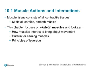 Comprehensive Overview of Skeletal Muscle Anatomy and Mechanics | PPTX