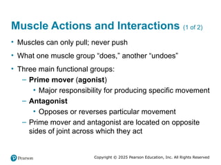 Comprehensive Overview of Skeletal Muscle Anatomy and Mechanics | PPTX
