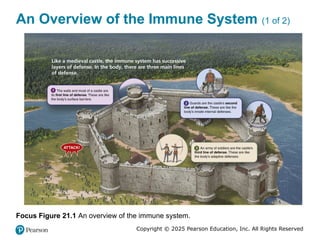 Chapter 21 the immune system anatomy and physiology | PPTX