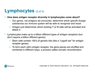 Chapter 21 the immune system anatomy and physiology | PPTX