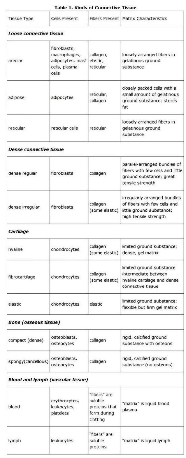 Hap Connective Tissue