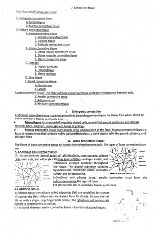Cla,sification of Connective tissue
I. Embryonic connective tissue
A. Mesenchyme
B. Mucous connective tissue
II. Mature connective tissue
A. Loose connective tissue
1. Areolar connective tissue
2. Adipose tissue
3. Reticular connective tissue
B. Dense connective tissue
7. Connective tissue
1. Dense regular connective tissue
2. Dense irregular connective tissue
3. Elastic connective tissue
C. Cartilage
1. Hyaline cartilage
2. Fibrocartilage
3. Elastic cartilage
D. Bone tissue
E. Liquid connective tissue
1. Blood tissue
2. Lymph
Loose connective tissue : The fibers of loose connective tissue are loosely intertwined between cells.
1. Areolar connective tissue
2. Adipose tissue
3. Reticular connective tissue
I. Embryonic connective
Embryonic connective tissue is present primarily in the embryo,mesenchyme the tissue from which almost all
other connective tissues eventually arise
a) Mesenchyme is composed of irregularly shaped cells. a semi-fluid ground substance. and delicate
reticular fibers. Location: Under skin and bones of embryo;
b) Mucous connective tissue found mainly in the umbilical cord ofthe fetus. Mucous connective tissue is a
form of mesenchyme that contains widely scattered fibroblasts, a more viscous jelly-like ground substance, and
collagen fibers
A. Loose connective tissue:
The fibers of loose connective tissue are loosely intertwined between cells. The types of loose connective tissue
are . "J.
A-1.AREOIAR CONNECTIVE TISSUE
D: tissues contains Several types of ce//s:fibroblasts. macrophages. plasma
cells, mast cells, and adipocytes All three types offibers---collagen, elastic, and
"'v,( reticularare arranged randomly throughout
" '
0
"'" ' the tissue. The ground substance contains
/ d µ0tf1o:1
hyaluronic acid, chondroitin sulfate, dermatan
sulfate, and keratan sulfate.
~~
-- ..C _ c.,,_,..,
.....
:: , - ~OC/IO
~ .... • [l;.Q&<: l'IY'='>
..'
L:Combined with adipose tissue, areolar connective tissue forms the
subcutaneous layer, the layer of tissue
F:it attaches the skin to underlying tissues and organs.
A-2.ADIPOSE TISSUE
D: Adipose tissue the cells are called adipocytes (fat), are specialized for storage
of triglycerides {fats) Adipocytes are derived from fibroblasts. Because the cell
fills up with a single, large triglyceride droplet, the cytoplasm and nucleus are
pushed to the periphery of the cell.
L: it is found wherever areolar connective tissue is located and around organs
d
'j('''
' _..;.'--', '
,,
J
 