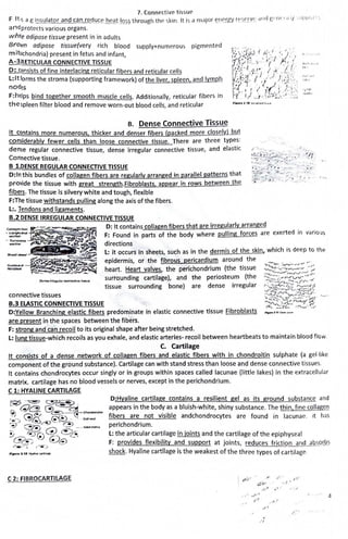 7. Connective tissuC'
F lt i, aCinsulator and can red_y~e he_c)__t l_Q;;2 through the skin. It is a m;:ijor ~11c'..[tY r~?I'!Y~: and !~•,n(•rd 1/ ,iJ1J1 ,,,,
1
:,
aridprotects various organs.
while adipose tissue present in in adults
Br0 ~m adipose tissue(very rich blood supply+numerous pigmented
mitochondria) present In fetus and infant,
A-3.RETICUIAR CONNECTIVE TISSUE
D: consists of fine Interlacing reticular fibers and reticular cells
L: It forms the stroma (supporting framework) of the liver, spleen, and lymph
nodes
F:h~lps bind together smooth muscle cells. Additionally, reticular fibers in
the spleen filter blood and remove worn-out blood cells, and reticular
B. Dense Connective Tissue
It contains more numerous, thicker and denser fibers (packed more closely) but
considerably fewer cells than loose connective tissue. There are three types:
dense regular connective tissue, dense Irregular connective tissue, and elastic
Connective tissue.
B 1.DENSE REGULAR CONNECTIVE TISSUE
D:ln this bundles of collagen fibers are regularly arranged in parallel patterns that
provide the tissue with great strength.Fibroblasts, appear in rows between the
fibers. The tissue Is silvery white and tough, flexible
F:The tissue withstands pulling along the axis of the fibers.
L:. Tendons and ligaments.
B.2 DENSE IRREGULAR CONNECTIVE TISSUE
jl I ' ' ' 'l
.,,.,.t, L,__ ,;
,•...
D: It contains collagen fibers that are irregularly arranged
F: Found in parts of the body where pulling forces are exerted in variou~
connective tissues
directions
L: it occurs In sheets, such as in the dermis of the skin, which is deep to the
epidermis, or the fibrous pericardium around the
. heart. Heart valves, the perichondrium (the tissue
surrounding cartilage), and the periosteum (the
tissue surrounding bone) are dense irregular
B.3 ELASTIC CONNECTIVE TISSUE
D:Yellow Branching ela·stic fibers predominate in elastic connective tissue Fibroblasts ,.,_,.,U#,, ~,A
are present in the spaces between the fibers.
F: strong and·can recoil to its original shape after being stretched.
L: lung tissue-which recoils as you exhale, and elastic arteries- recoil between heartbeats to maintain blood flow.
C. Cartilage
It consists of a dense network of collagen fibers and elastic fibers with in chondroitin sulphate (a gel-like
component of the ground substance). Cartilage can with stand stress than loose and dense connective tissues.
It contains chondrocytes occur singly or in groups within spaces called lacunae (little lakes) in the extracellular
matrix. cartilage has no blood vessels or nerves, except in the perichondrium.
C1: HYAUNE CARTILAGE
D:Hyaline cartilage contains a resilient gel as its ground substance and
appears in the body as a bluish-white, shiny substance. The thin, fine collage.Q
fibers are not visible andchondrocytes are found in lacunae. it has
perichondrium.
C 2: FIBROCARTILAGE
L: the articular cartilage in joints and the cartilage of the epiphyseal
F: provides flexibility and support at joints, reduces friction and absorbs
shock. Hyaline cartilage is the weakest of the three types of cartilage.
r ,tC; ~ ,. . r -"--:, , / ;.:
; di, .;. .
/_I,.·'' "" ~ , ..- I. /
( ' ' 4
 