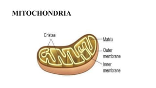 HAP I - CELL structure, parts , organelles, diagram | PPTX