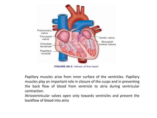 Papillary muscles arise from inner surface of the ventricles. Papillary
muscles play an important role in closure of the cusps and in preventing
the back flow of blood from ventricle to atria during ventricular
contraction.
Atrioventricular valves open only towards ventricles and prevent the
backflow of blood into atria
 