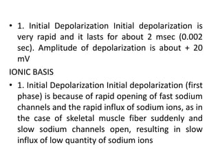 • 1. Initial Depolarization Initial depolarization is
very rapid and it lasts for about 2 msec (0.002
sec). Amplitude of depolarization is about + 20
mV
IONIC BASIS
• 1. Initial Depolarization Initial depolarization (first
phase) is because of rapid opening of fast sodium
channels and the rapid influx of sodium ions, as in
the case of skeletal muscle fiber suddenly and
slow sodium channels open, resulting in slow
influx of low quantity of sodium ions
 