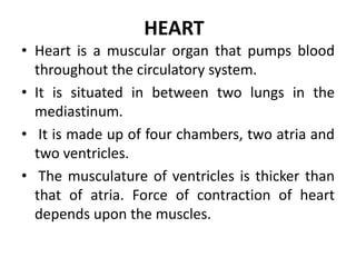 HEART
• Heart is a muscular organ that pumps blood
throughout the circulatory system.
• It is situated in between two lungs in the
mediastinum.
• It is made up of four chambers, two atria and
two ventricles.
• The musculature of ventricles is thicker than
that of atria. Force of contraction of heart
depends upon the muscles.
 