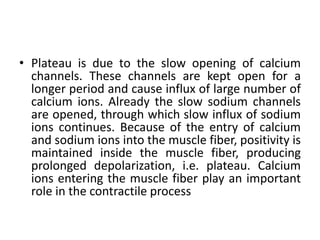• Plateau is due to the slow opening of calcium
channels. These channels are kept open for a
longer period and cause influx of large number of
calcium ions. Already the slow sodium channels
are opened, through which slow influx of sodium
ions continues. Because of the entry of calcium
and sodium ions into the muscle fiber, positivity is
maintained inside the muscle fiber, producing
prolonged depolarization, i.e. plateau. Calcium
ions entering the muscle fiber play an important
role in the contractile process
 