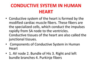 CONDUCTIVE SYSTEM IN HUMAN
HEART
• Conductive system of the heart is formed by the
modified cardiac muscle fibers. These fibers are
the specialized cells, which conduct the impulses
rapidly from SA node to the ventricles.
Conductive tissues of the heart are also called the
junctional tissues.
• Components of Conductive System in Human
Heart
• 1. AV node 2. Bundle of His 3. Right and left
bundle branches 4. Purkinje fibers
 