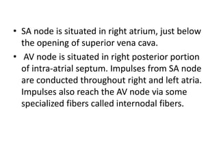 • SA node is situated in right atrium, just below
the opening of superior vena cava.
• AV node is situated in right posterior portion
of intra-atrial septum. Impulses from SA node
are conducted throughout right and left atria.
Impulses also reach the AV node via some
specialized fibers called internodal fibers.
 