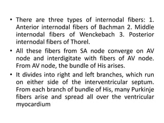 • There are three types of internodal fibers: 1.
Anterior internodal fibers of Bachman 2. Middle
internodal fibers of Wenckebach 3. Posterior
internodal fibers of Thorel.
• All these fibers from SA node converge on AV
node and interdigitate with fibers of AV node.
From AV node, the bundle of His arises.
• It divides into right and left branches, which run
on either side of the interventricular septum.
From each branch of bundle of His, many Purkinje
fibers arise and spread all over the ventricular
myocardium
 