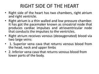 RIGHT SIDE OF THE HEART
• Right side of the heart has two chambers, right atrium
and right ventricle.
• Right atrium is a thin walled and low pressure chamber.
It has got the pacemaker known as sinoatrial node that
produces cardiac impulses and atrioventricular node
that conducts the impulses to the ventricles.
• Right atrium receives venous (deoxygenated) blood via
two large veins:
• 1. Superior vena cava that returns venous blood from
the head, neck and upper limbs
• 2. Inferior vena cava that returns venous blood from
lower parts of the body.
 