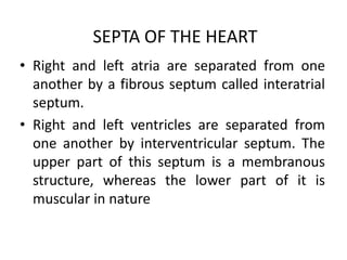SEPTA OF THE HEART
• Right and left atria are separated from one
another by a fibrous septum called interatrial
septum.
• Right and left ventricles are separated from
one another by interventricular septum. The
upper part of this septum is a membranous
structure, whereas the lower part of it is
muscular in nature
 