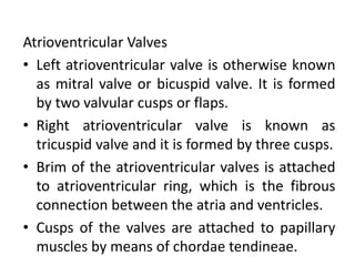Atrioventricular Valves
• Left atrioventricular valve is otherwise known
as mitral valve or bicuspid valve. It is formed
by two valvular cusps or flaps.
• Right atrioventricular valve is known as
tricuspid valve and it is formed by three cusps.
• Brim of the atrioventricular valves is attached
to atrioventricular ring, which is the fibrous
connection between the atria and ventricles.
• Cusps of the valves are attached to papillary
muscles by means of chordae tendineae.
 