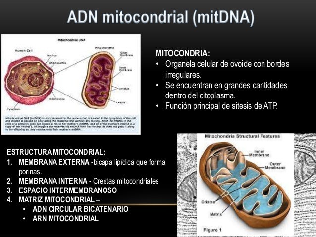 Resultado de imagen para imagenes de mitocondrias humanas