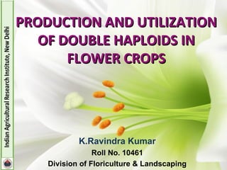 PRODUCTION AND UTILIZATIONPRODUCTION AND UTILIZATION
OF DOUBLE HAPLOIDS INOF DOUBLE HAPLOIDS IN
FLOWER CROPSFLOWER CROPS
K.Ravindra Kumar
Roll No. 10461
Division of Floriculture & Landscaping
 