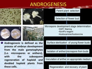 Haploid | PPT