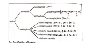 Fig. Classification of haploids
 