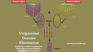 Haploid Inducer
Crop
X
Gametes
2n=8 2n=8
n=4
n=4
Haploid
 