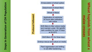 Wheat X Maize
Detachment of wheat tillers
Application of colchicine
24 hours after pollination
with maize
Shift tillers to tiller culture media
and maintain under 16h light/8h
dark condition for next 15 days
at 20-220C
Shift tillers 40C for three days
Embryo rescue and culture on media
Plant regeneration and shifting
to soil after hardenning
Protocol
followed
Emasculation of wheat spikes
Steps
in
Generation
of
DH
Population
Wheat
haploids
from
wheat
x
maize
crosses
 