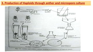 3. Production of Haploids through anther and microspore culture
 