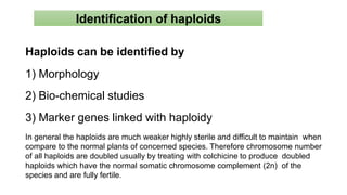 Haploids can be identified by
1) Morphology
2) Bio-chemical studies
3) Marker genes linked with haploidy
In general the haploids are much weaker highly sterile and difficult to maintain when
compare to the normal plants of concerned species. Therefore chromosome number
of all haploids are doubled usually by treating with colchicine to produce doubled
haploids which have the normal somatic chromosome complement (2n) of the
species and are fully fertile.
Identification of haploids
 