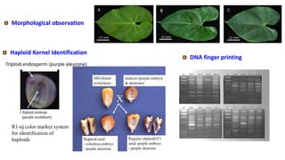 DH-Donor
(colorless)
Inducer (purple embryo
& aleurone)
Haploid seed
- colorless embryo
- purple aleurone
Regular (diploid) F1
seed purple embryo
- purple aleurone
X
Haploid Kernel Identification
Diploid embryo
(purple scutellum)
R1-nj color marker system
for identification of
haploids
Morphological observation
Triploid endosperm (purple aleurone)
DNA finger printing
 