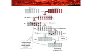 Double haploidy with marker assisted selection
 