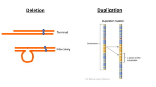 Deletion
Intercalary
Terminal
Duplication
 