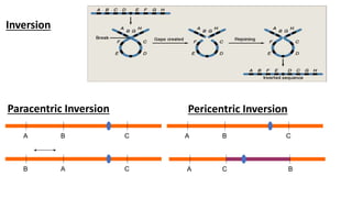 Inversion
Paracentric Inversion
A B C
B
A C
B A
A B C
A B
C
Pericentric Inversion
 