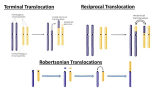 Terminal Translocation Reciprocal Translocation
Robertsonian Translocations
 
