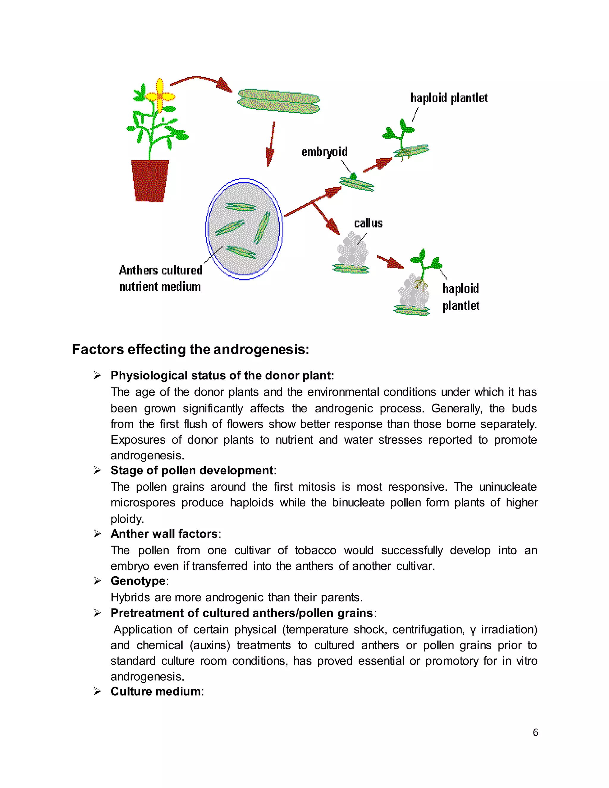 6
Factors effecting the androgenesis:
 Physiological status of the donor plant:
The age of the donor plants and the environmental conditions under which it has
been grown significantly affects the androgenic process. Generally, the buds
from the first flush of flowers show better response than those borne separately.
Exposures of donor plants to nutrient and water stresses reported to promote
androgenesis.
 Stage of pollen development:
The pollen grains around the first mitosis is most responsive. The uninucleate
microspores produce haploids while the binucleate pollen form plants of higher
ploidy.
 Anther wall factors:
The pollen from one cultivar of tobacco would successfully develop into an
embryo even if transferred into the anthers of another cultivar.
 Genotype:
Hybrids are more androgenic than their parents.
 Pretreatment of cultured anthers/pollen grains:
Application of certain physical (temperature shock, centrifugation, γ irradiation)
and chemical (auxins) treatments to cultured anthers or pollen grains prior to
standard culture room conditions, has proved essential or promotory for in vitro
androgenesis.
 Culture medium:
 