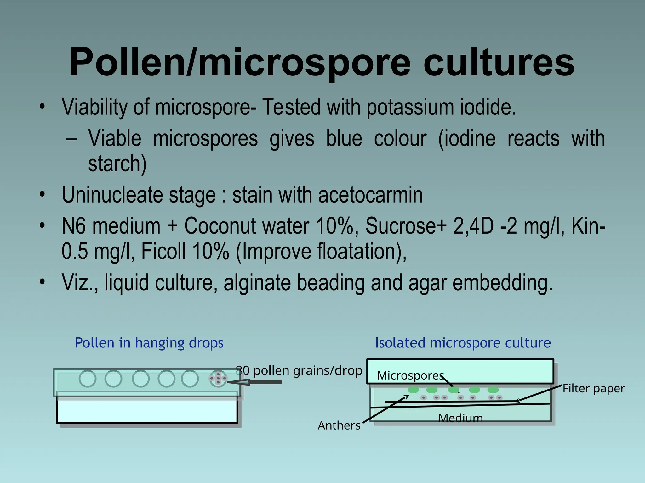 haploid plant production.pptkkkkkkkotti8iu | PPT