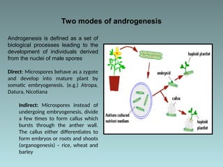 haploid plant production.pptkkkkkkkotti8iu | PPT
