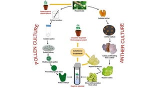 Hapliod Process haploid production.pptx