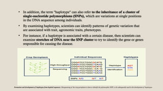 Haplotype Analysis and Detection of Haplotype Blocks Using SNP Data ...