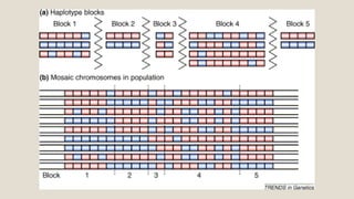 Haplotype Analysis and Detection of Haplotype Blocks Using SNP Data ...