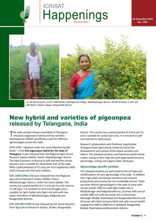 Newsletter
Happenings 24 December 2015
No. 1707
ICRISAT
(L) Mr Ramaswami, in ICPL 14003 field in Ramapuram village, Mahabubnagar district. (R) Ms Nirmala, in ICPL 332
WR field in Tandur village, Rangareddy district.
to page 2...4
New hybrid and varieties of pigeonpea
released by Telangana, India
The state varietal release committee of Telangana
released a pigeonpea hybrid and two varieties
developed by ICRISAT specifically suited for different
agroecologies across the state.
ICPH 2740 – released under the name Mannem Konda
Kandi – is the first pigeonpea hybrid for the state of
Telangana. It was released from the Regional Agricultural
Research Station (RARS), Palem, Mahabubnagar district.
The hybrid possess resistance to wilt and sterility mosaic
diseases and is suitable for deep black soils of the state.
With a yield potential of 3.5 tons per ha it registered a 40%
yield increase over the local cultivars.
ICPL 14003 (PRG 176) was released from the Regional
Agricultural Research Station (RARS), Palem,
Mahabubnagar district, under the name Ujwala. The
variety has yield potential of 2.5 tons per ha and matures
in 130 days. It is resistant to terminal drought and is
suitable for light chalka soils (light red soils with low
water retention) of Mahabubnagar, Nalgonda and
Rangareddy districts.
ICPL 332 WR (TDRG 4) was released by the name Hanuma
from Agricultural Research Station, Tandur, Rangareddy
district. This variety has a yield potential of 3 tons per ha
and is suitable for sandy loam soils. It is resistant to wilt
and tolerant to Helicoverpa.
Research collaboration with Professor Jayashankar
Telangana State Agricultural University led to the
development and release of the above varieties and
hybrid. The released varieties and hybrid are preferred by
traders owing to their high dal (split pigeonpea) recovery
percentage, milling and organo-leptic attributes.
Agroecology-specific varieties
The released varieties are well suited to the soil type and
rainfall pattern of each agroecology in the state. In addition
their high yields and disease resistance will enhance
productivity and incomes for the smallholder farmer. There
are three distinct agroecologies in the state (i) areas with
annual rainfall <700 mm with light chalka soils in
Mahbubnagar and Nalgonda districts, (ii) areas with annual
rainfall <900 mm with red sandy soils in Khammam,
Warangal, Medak, Nizamabad and Rangareddy districts and
(iii) areas with black to heavy black soils with annual rainfall
ranging from 800 to 1000 mm in Adilabad, Rangareddy,
Medak, Nizamabad and Khammam districts.
Photos: R Vijay Kumar, ICRISAT
 