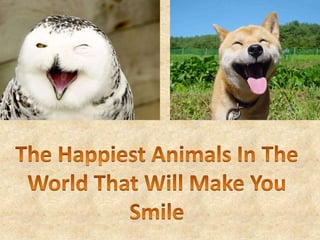 The Happiest Animals In The World That Will Make You Smile