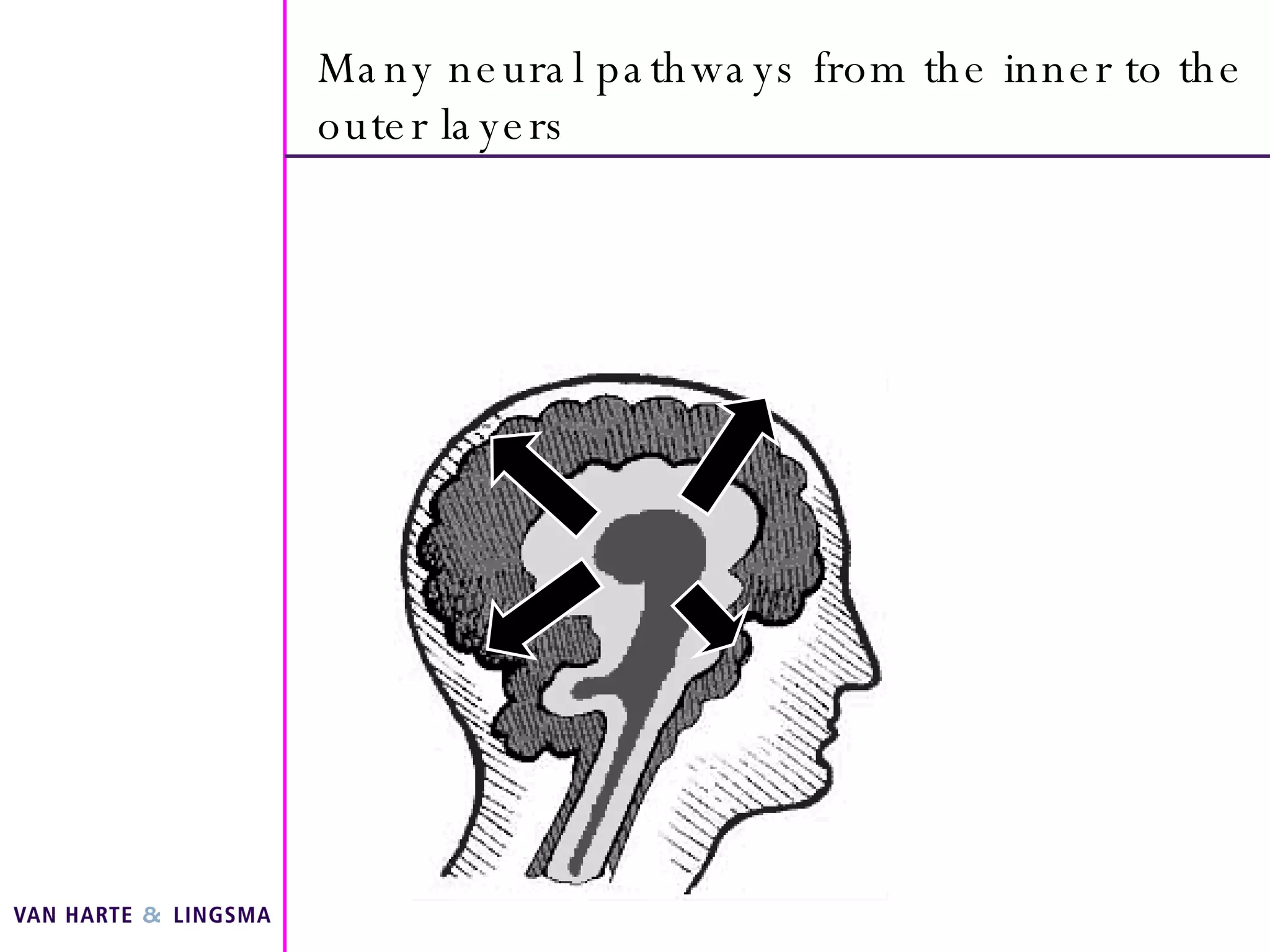 Many neural pathways from the inner to the outer layers 