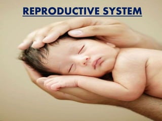 REPRODUCTIVE SYSTEM
 