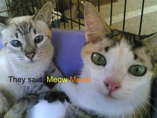 They said:  Meow   Meow 