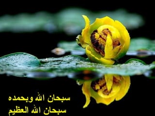 ‫عم وبحمده‬‫ل‬‫عم ا‬‫ن‬‫سبحا‬
‫عم العظيم‬‫ل‬‫عم ا‬‫ن‬‫سبحا‬
 