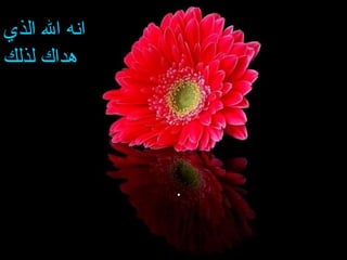 .
 
‫لذلك‬ ‫هداك‬ ‫الذي‬ ‫ال‬ ‫انه‬‫الذي‬ ‫ال‬ ‫انه‬
‫لذلك‬ ‫هداك‬
 